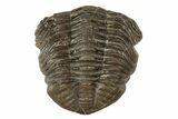 Wide, Folded Eldredgeops Trilobite Fossil - Ohio #188893-1